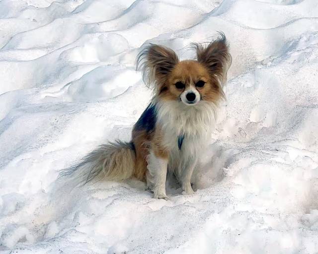 알프스 빙하 틈새에 빠진 주인을 구한 반려견. AP 뉴시스