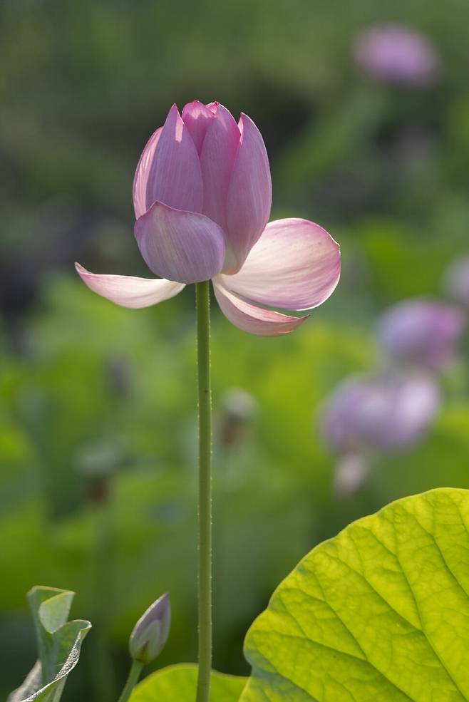 서두름 없이 서서히 피어나는 아라홍련.