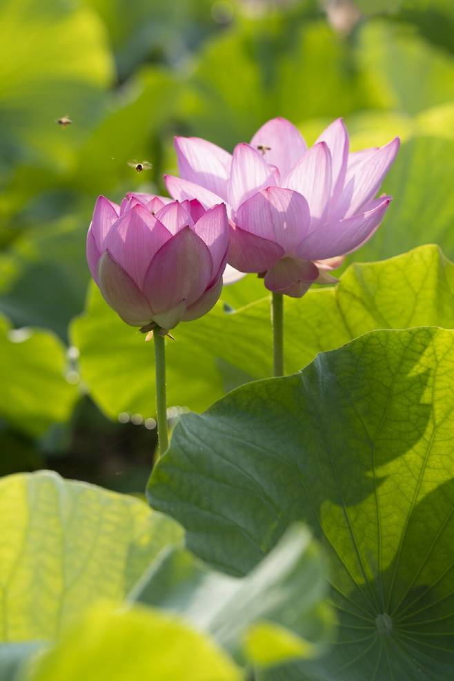 은은한 아라홍련 향기에 벌들이 모여든다.