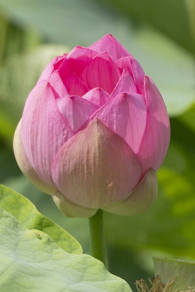 연꽃 속에서 선홍빛이 분출하듯이 보이는 아라홍련.