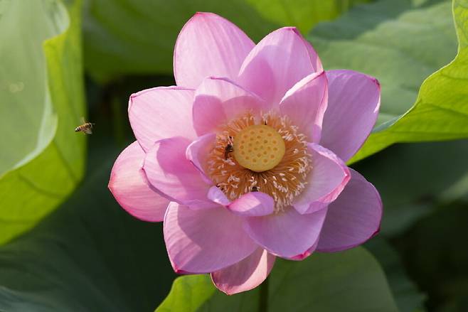 위에서 바라본 아라홍련.