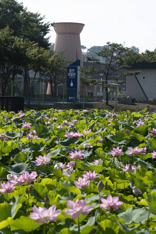 함안박물관 정문 앞 아라홍련 시배지.