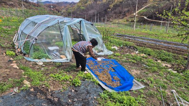 서복래 할머니가 4월 23일 안동시 길안면 대곡1리 보초마을 집터 앞 밭에서 고사리를 말리고 있다. 안동=김나연 기자