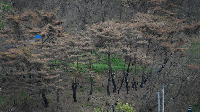 5월 7일 안동 길안면 대곡1리 보초마을을 둘러싼 산이 까맣게 불에 타 있다. 안동=남동균 인턴기자