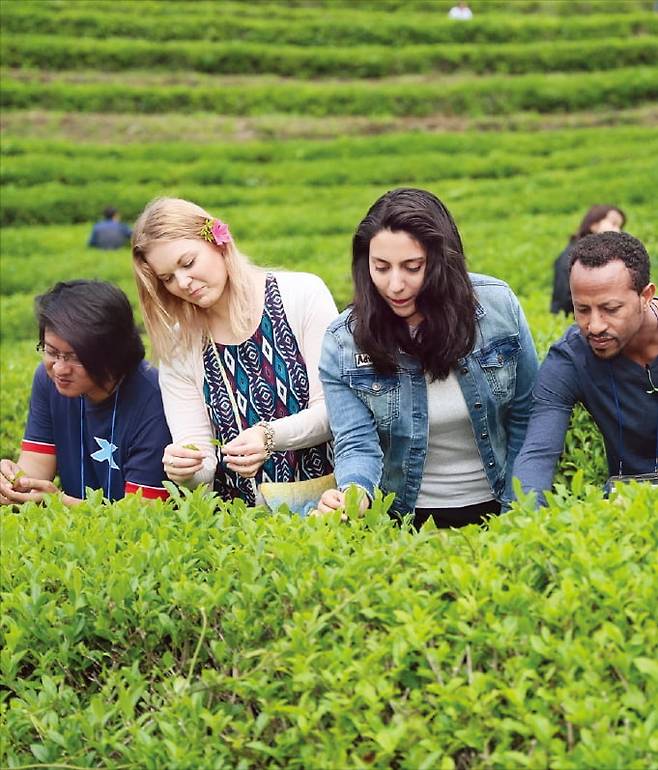 외국인 관광객들이 전남 보성군의 한 차밭에서 찻잎 따기 체험을 하고 있다. 보성군 제공