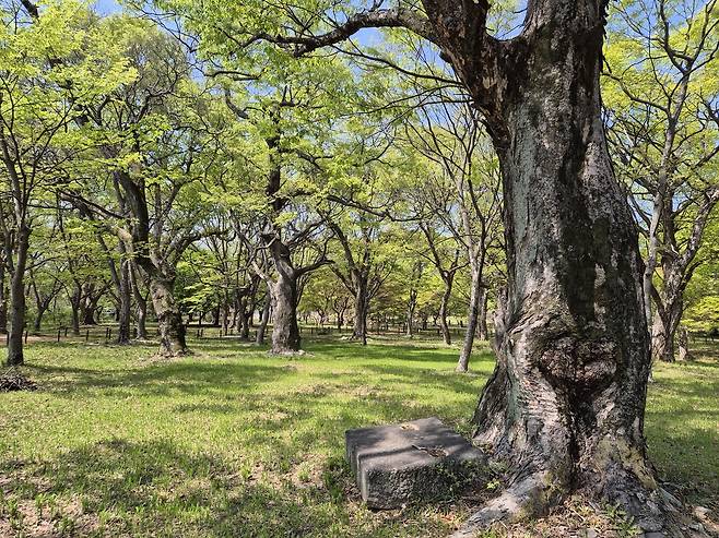 계림숲은 겸허하다. 위대한 전설이 태어난 자리였다 해도 무엇 하나 화려하거나 거추장스럽지 않다.