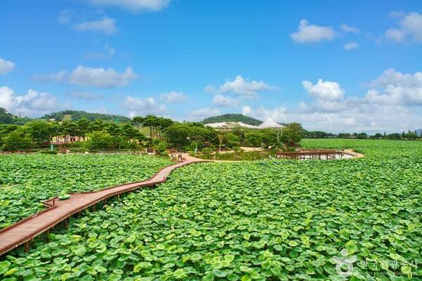 무안 회산백련지 (ⓒ한국관광공사 포토코리아-김지호)