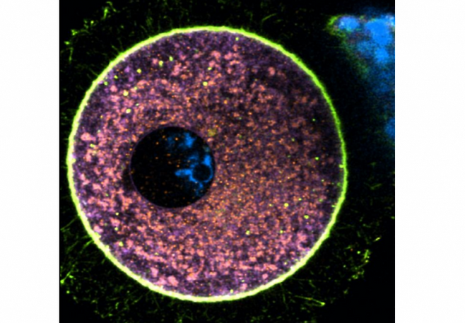 주황색 부분은 난자 세포 내 미토콘드리아, 라일락색은 소포체, 녹색은 액틴 세포골격, 연한 파란색은 DNA를 나타낸다. 바르셀로나 유전체규제센터 Gabriele Zaffagnini 제공.