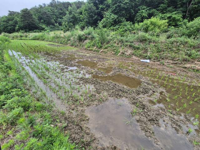 ▲ 최근 고성군 현내면 명파리 민통선 내 농경지들이 멧돼지 등 야생동물 피해를 입었다. 하지만 출입 절차가 까다로워 신속한 대응 조치가 어려운 실정이다.