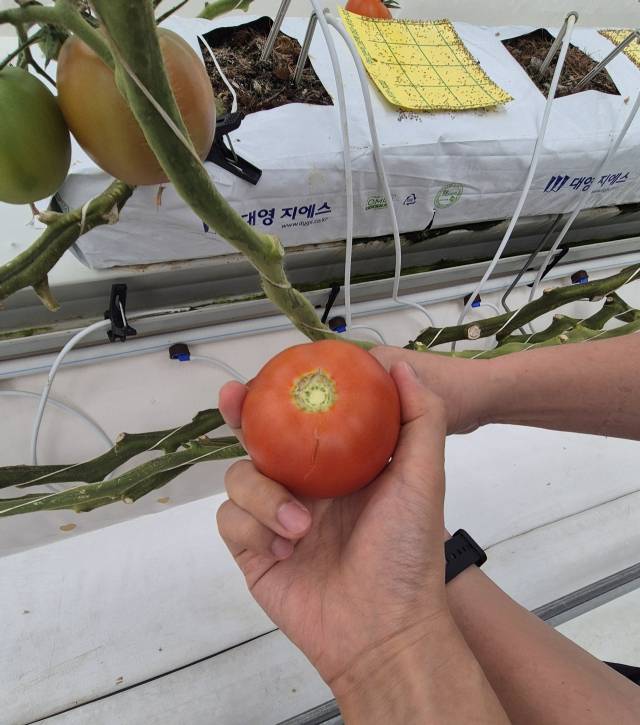 15일 전북 전주시 농촌진흥청 국립농업과학원 내 한국기계연구원 스마트 온실 실증시설에서 수확한 토마토. 김윤수 기자