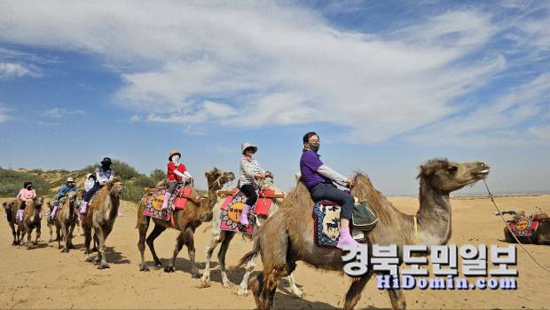 사막 낙타 위에서 넓게 펼쳐진 황금빛 모래언덕을 배경으로 여유로운 표정으로 여행을 즐기고 있다.