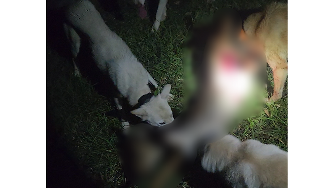 노루를 물어뜯는 진돗개들