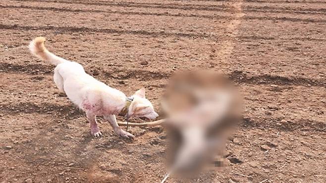 노루 사체의 목에 밧줄을 매달고 진돗개를 훈련시키는 모습