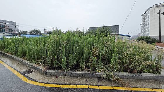 김윤덕 국토교통부 장관 후보자가 2016년 9월 매각한 땅에 잡초가 무성하다. 부안=김창용 기자