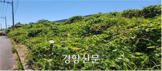 칡덩굴이 무성한 제주시 서성로 주요도로변. 제주도 제공