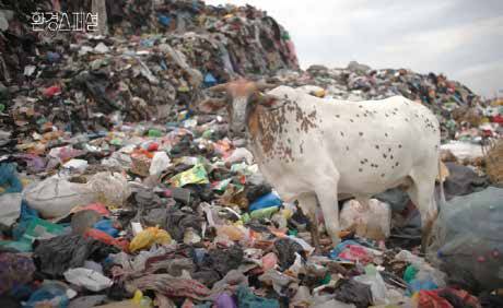 〈환경스페셜〉 ‘옷을 위한 지구는 없다’의 한 장면. 가나에 있는 거대한 옷 무덤 위에서 소가 옷을 뜯어 먹고 있다.