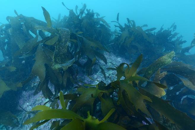 울산 동구 일산 바다숲