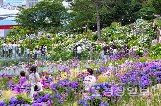 ▲ 울산 남구가 행정안전부가 후원하고 (사)한국공공자치연구원 주관으로 진행된 '민선 지방자치 30년, 지역경쟁력 향상 평가'에서 '지역경제 부문 전국 1위'를 기록해 지방자치 경쟁력을 입증했다. 사진은 장생포 고래문화마을 수국 정원 모습. 울산 남구청 제공