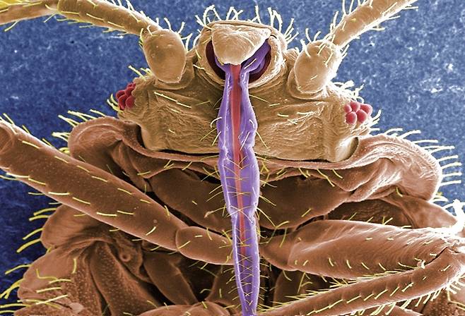빈대(학명 Cimex lectularius)의 컬러 주사 전자 현미경(SEM) 이미지. 보라색 부분이 피를 빨기 위해 사람 피부를 관통하는 입이다. /미 질병통제예방센터