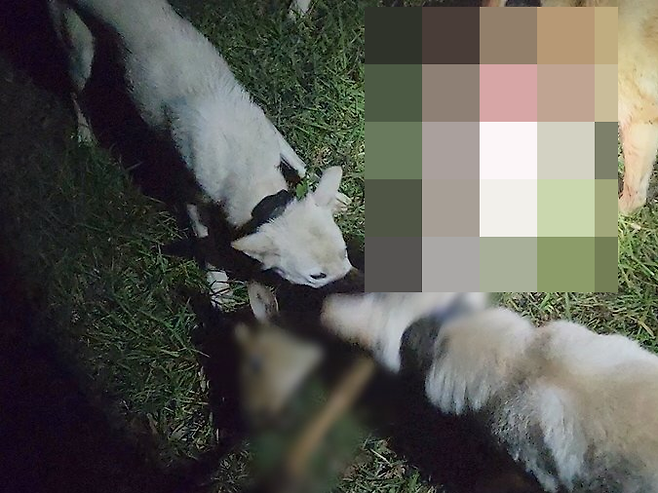 제주자치경찰단이 야생동물을 잔혹하게 사냥한 30대 2명을 지난 5월 구속했다. 사진은 피의자들이 진돗개를 풀어 노루를 물어 뜯게 하는 장면. /사진=제주자치경찰단 제공, 뉴시스