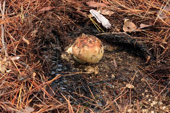 ▲ 강원도 고성군 산불피해지에서 발생한 송이버섯