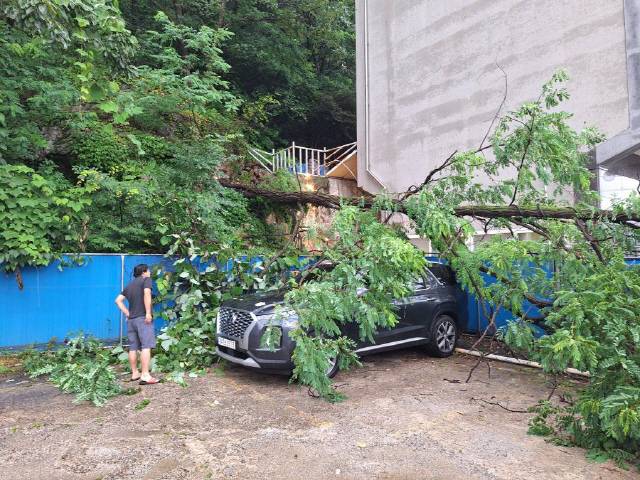 ▲ 극한호우로 인해 지난 16일 오후 5시 50분쯤 홍천 서면 모곡리에서 나무가 쓰러지며 트럭과 SUV 차량을 덮치는 사고가 발생했다.