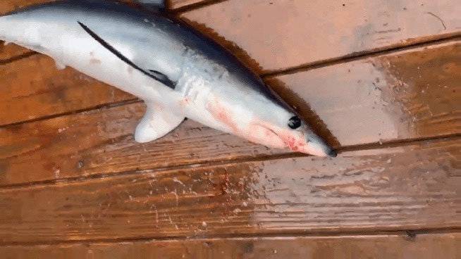 17일 오전 동해 최북단 강원 고성 대진항 인근 해상에서 잡힌 규모 70㎝, 무게 10㎏ 규모 청상아리가 잡혔다. /사진=뉴스1(속초해경 제공)