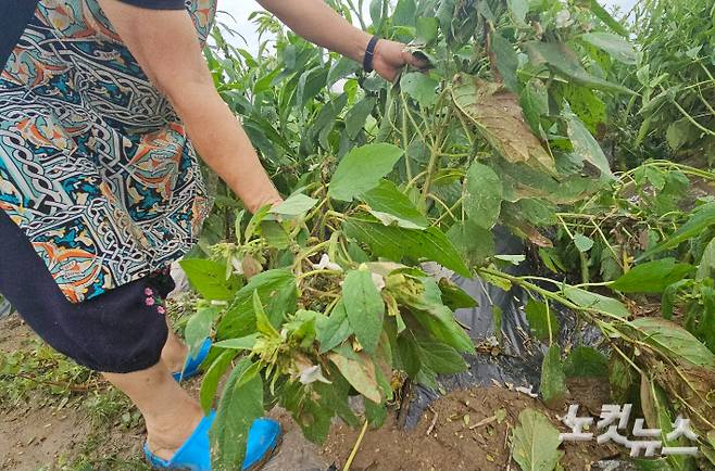 강씨가 강물에 침수된 깻잎을 들어 보이고 있다. 임성민 기자