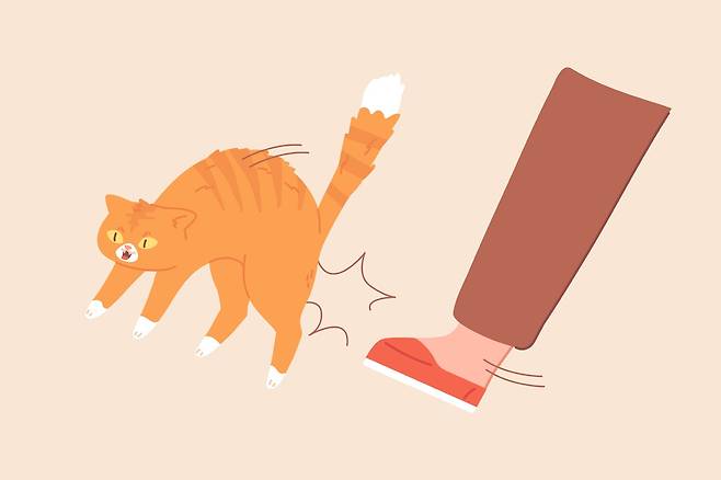 유기견을 때리고, 길고양이에 폭력을 가하는 등 동물학대가 잇따르고 있다. 게티이미지뱅크