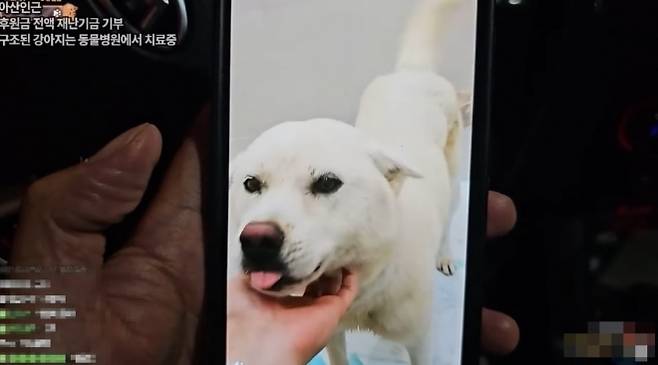 지난 17일 충남 아산의 한 밭에서 한 유튜버가 목줄에 묶인 채 홍수에 고립된 백구를 구조했다. 자료 : 유튜브 ‘무대뽀조성근’