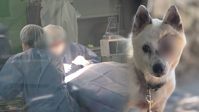 해병대원들에 의해 안구가 적출되는 피해를 입은 강아지 ⓒ시사저널 양선영 디자이너·피해자 측 제공 