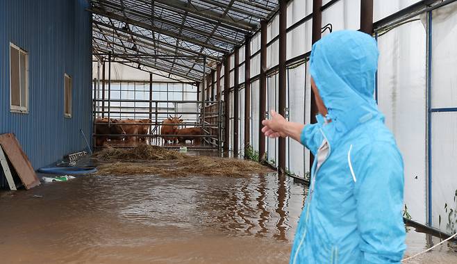 지난 17일 오전 충남 당진시 신송리 주민들이 물에 잠긴 집에서 빠져 나오고 있다. 한 주민은 "어쩔 수 없이 소를 두고 빠져나왔다"고 했다. /박성원 기자