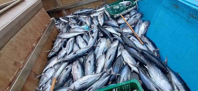 동해안에 있는 어선에서 가득 잡아 올린 다랑어의 모습. 국립립수산과학원 동해수산연구소 제공
