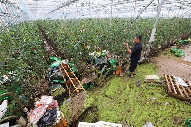 역대급 폭우로 전국 곳곳에서 인명·재산 피해가 속출한 가운데 20일 전남 나주시 동강면의 한 비닐하우스에서 농민이 침수 피해를 입은 방울토마토를 살펴보고 있다. 지난 17일부터 사흘간 광주·전남에는 400∼600㎜의 극한호우가 쏟아져 주택, 상가, 농경지, 도로 곳곳이 침수됐다. 나주/임문철 기자 35mm@namdonews.com