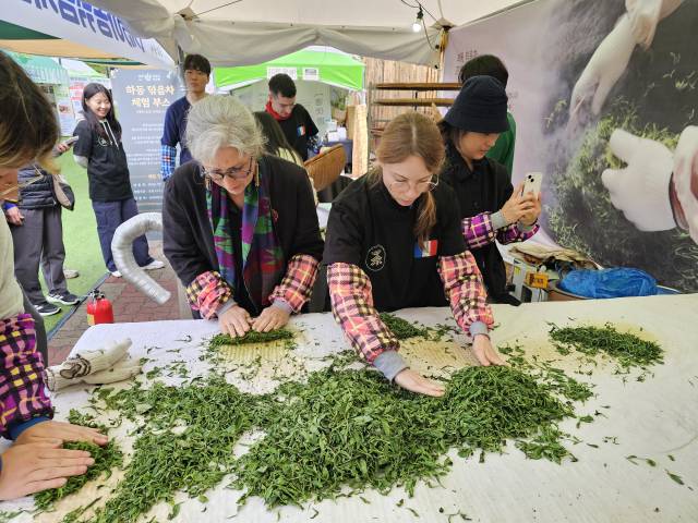 하동야생차문화축제 외국인 체험 모습. 하동군 제공