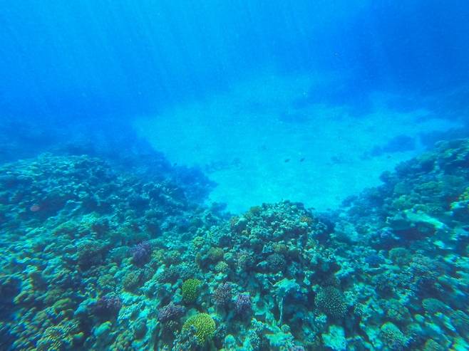 특정 산호가 자손에게 열 저항성을 물려줘 백화 현상을 피한다는 연구결과가 나왔다. 게티이미지뱅크 제공.