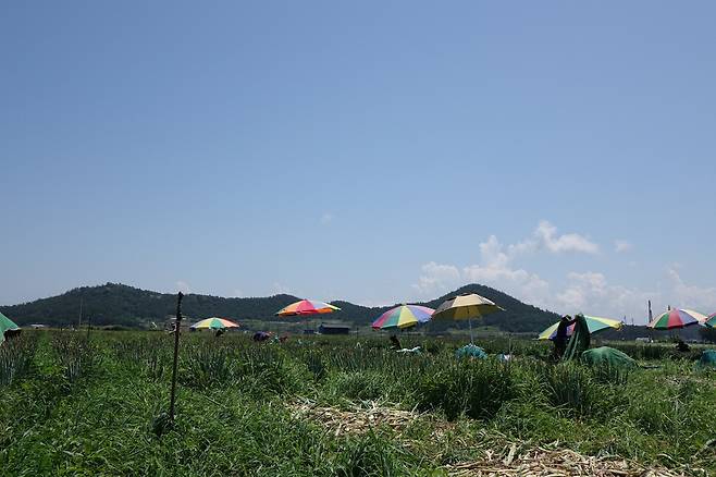 2025년 7월14일 오전 전남 신안군 임자도의 대파밭에서 이주노동자들이 출하를 위해 대파 수확·손질 작업을 하고 있다. 김양진 기자