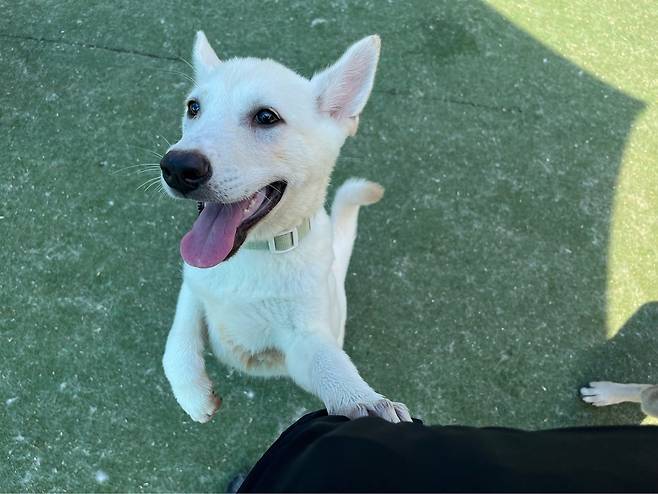 지난 5월 충북 청주의 한 개 농장에서 구조된 개. 해당 농장에선 식용견을 철장에 가둔 채, 눈앞에서 다른 개를 도살하는 등 불법 도축이 이뤄졌다. 구조된 개 68마리는 미국의 보호소로 옮겨져 입양됐다. 한국 휴메인 월드 포 애니멀즈 제공