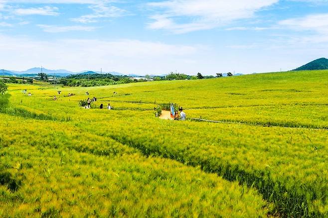 고창청보리밭축제. /사진= 한국관광공사 포토코리아-김지호