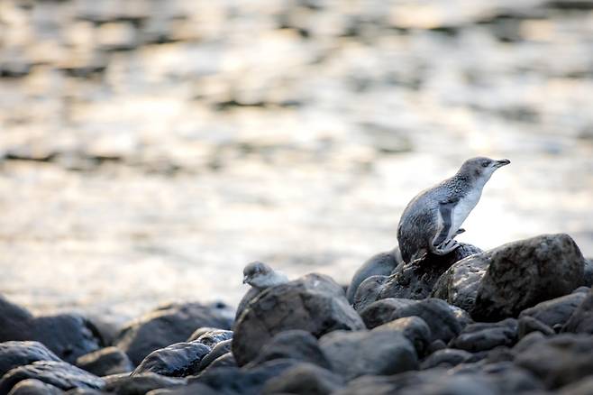 세상에서 가장 작은 펭귄, 쇠푸른펭귄 / 사진=Miles Holden