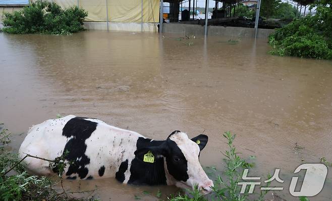 기록적인 폭우가 내린 17일 충남 예산군 고덕면 용리에서 소들이 침수된 우사를 탈출하고 있다. /뉴스1 ⓒ News1 김기태 기자