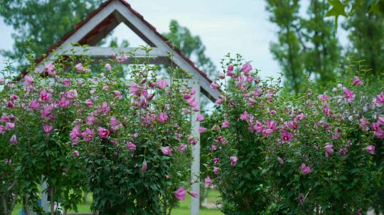 국립세종수목원 무궁화원 모습. 한국수목원정원관리원 제공