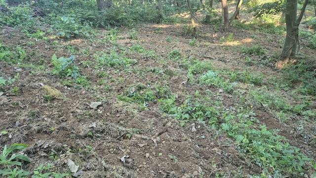 ▲ 횡성군 공근면 임업인 김종광 씨는 최근 자신의 임야 1만5000㎡ 규모의 산양삼 재배지에서 멧돼지 등 유해조수의 습격으로 수억원의 재산피해를 입었다. 사진은 산양산 재배지가 유해조수로 파헤쳐진 모습.