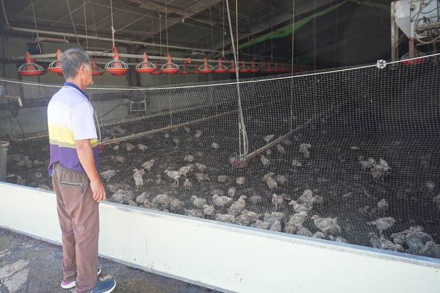 전남 담양군 봉산면의 한 양계장에서 농장주 정종문씨가 사체더미 사이를 헤집고 다니는 닭을 바라보고 있다. 그는 “침수 이후 괴로움에 매일 2갑 이상의 담배를 핀다”고 밝혔다.