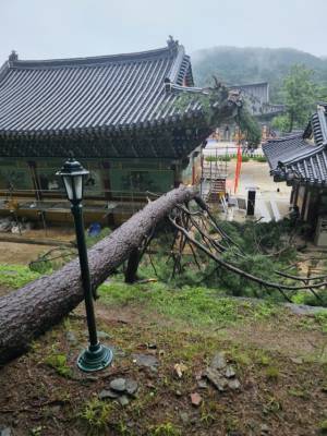 20일 국가등록문화유산인 남양주 봉선사 큰법당 근처 소나무가 넘어지면서 뒤쪽 일부가 훼손됐다. 사진 제공=국가유산청.