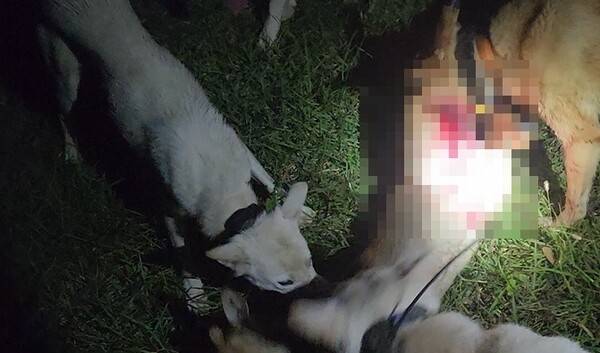 제주자치경찰단은 야생동물 보호 및 관리에 관한 법률 위반 혐의로 30대 A씨 등 2명을 구속해 검찰에 송치한 바 있다. 사진 제공=제주자치경찰단