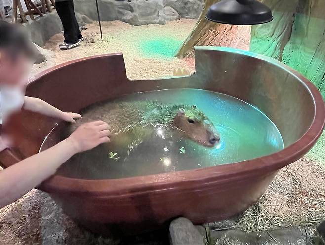 만지기 체험 프로그램에 이용되고 있는 체험 동물원의 카피바라. 환경부 매뉴얼에 따르면 장소·시간에 제한이 없는 만지기 체험은 지양해야 하는 행위로 명시돼 있다(어웨어 제공). ⓒ 뉴스1