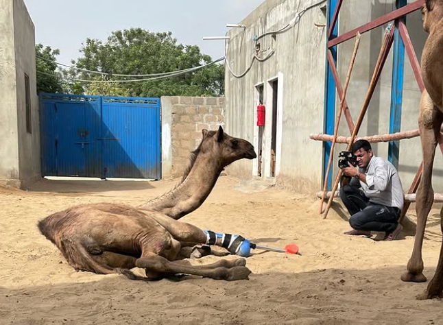 파키스탄에서 앞다리를 잃은 새끼 낙타 카미가 1년 만에 맞춤형 의족을 착용하고 처음으로 걷는 모습을 보였다. 보호소 측은 카미가 앞으로도 치료와 재활을 계속할 예정이라고 밝혔다. (사진=CDRS)
