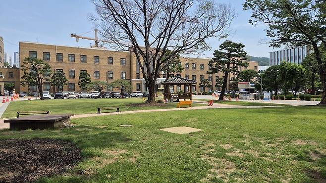 88년 동안 충북도청을 지킨 수호 느티나무(가운데). 2023년 3월 잔디광장을 조성하면서 뿌리를 다쳐 끝내 고사했고, 베어졌다. 오윤주 기자