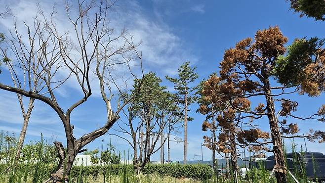 충북도가 도청 안에 있던 나무를 이식한 청주 정상동 가식장. 칠엽수·향나무 등이 고사했다. 오윤주 기자